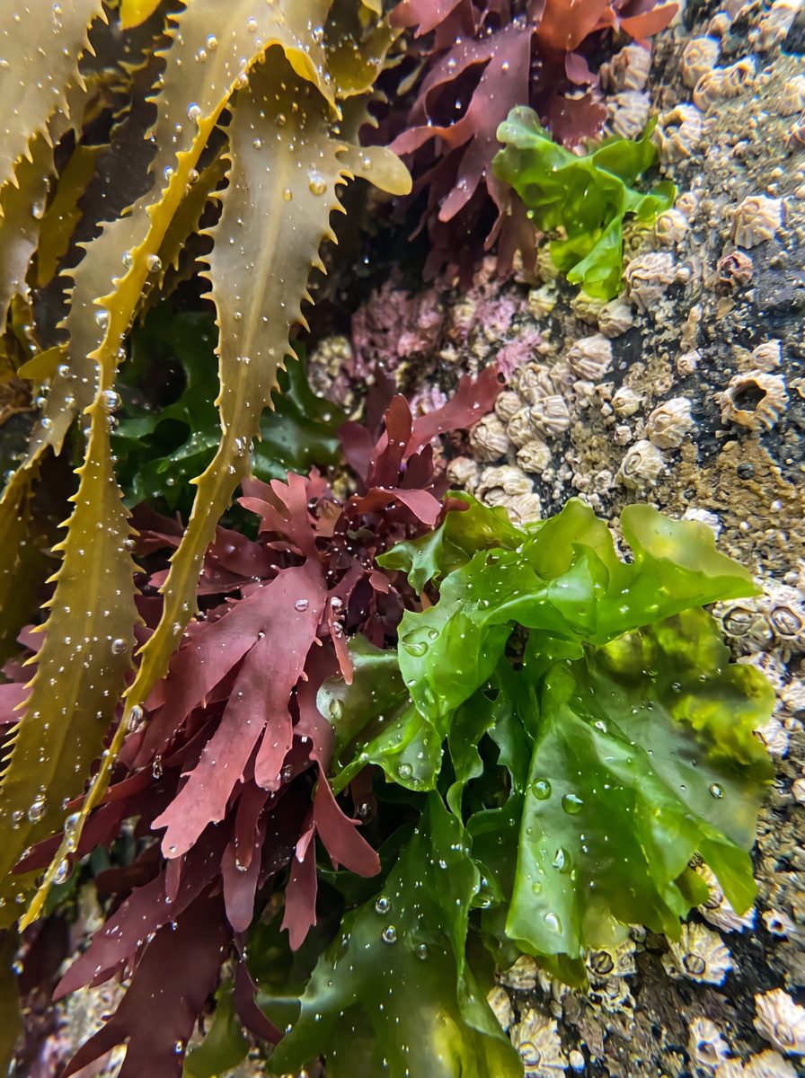 Spirulina / Meeresalgen